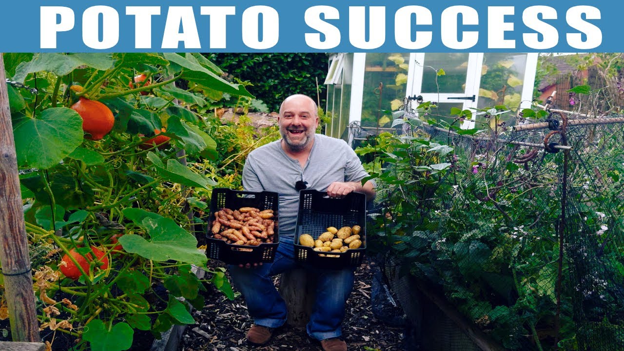 IT WORKED! POTATO REVEAL, for Pink Fir Apple from Saved seed potatoes.