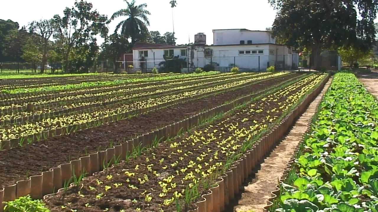 Agricultura Urbana en Cuba 1/3