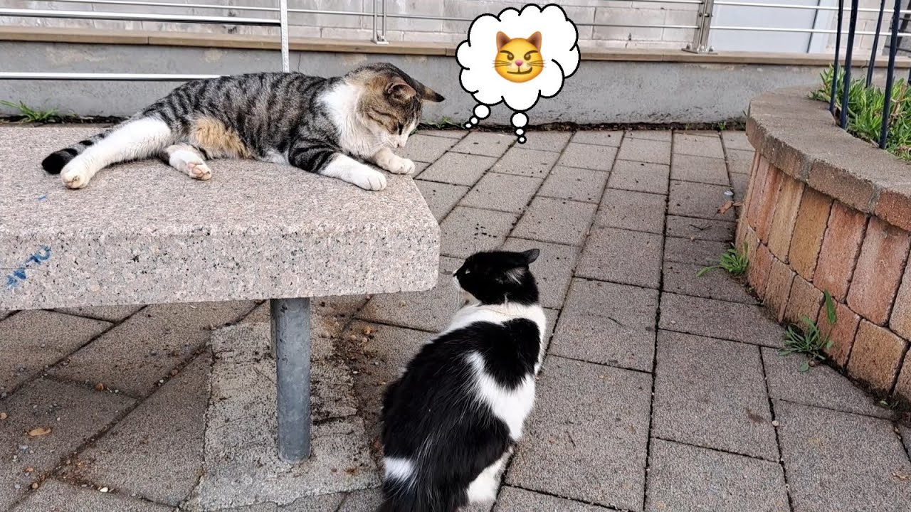 Alpha Cat VS Beta Cat 😼