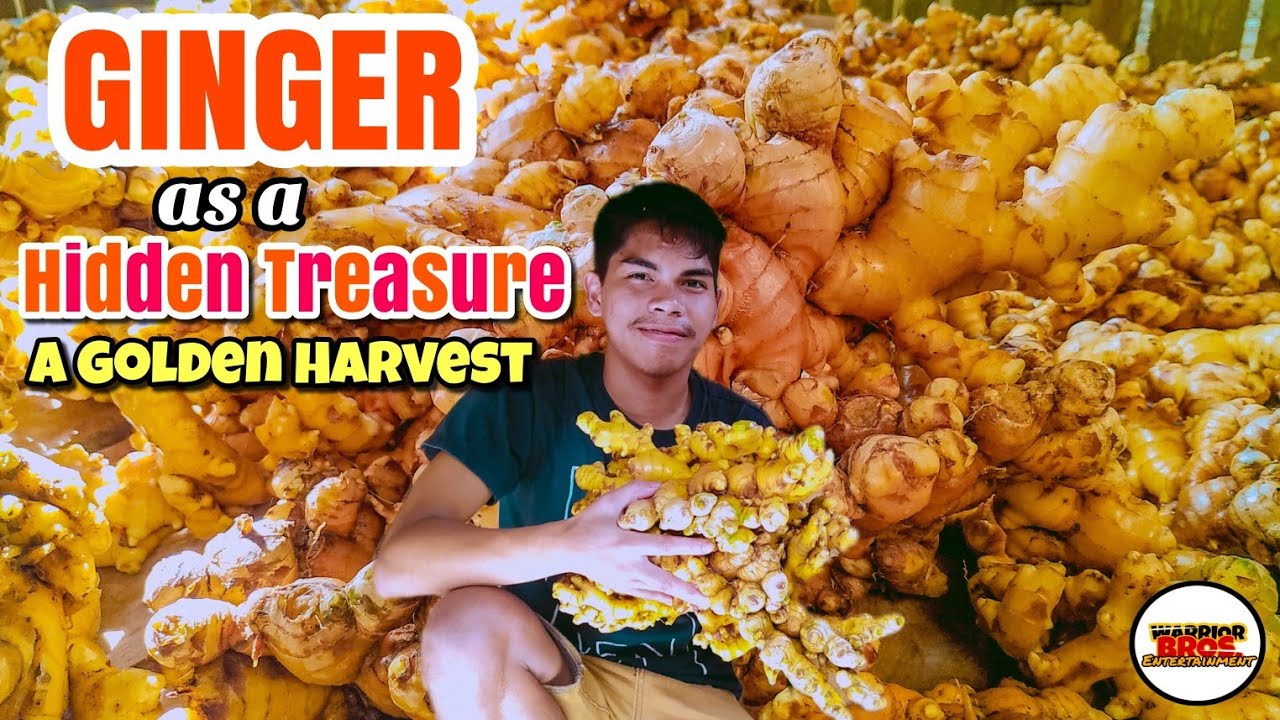 Ginger as a Hidden Treasure | Harvesting Ginger Part 3 | Ginger Farming In The Philippines