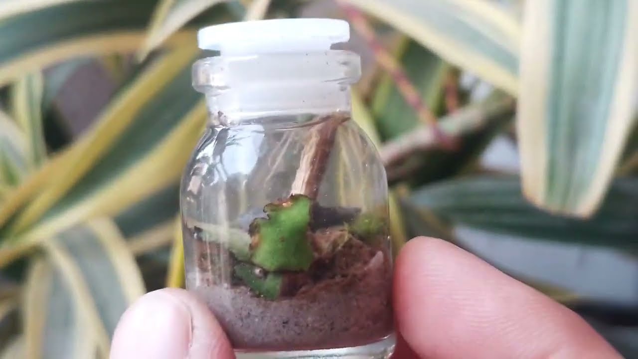 Mini aquascape || making an  aquaterrarium || tiny plants aquarium || diy aquascape