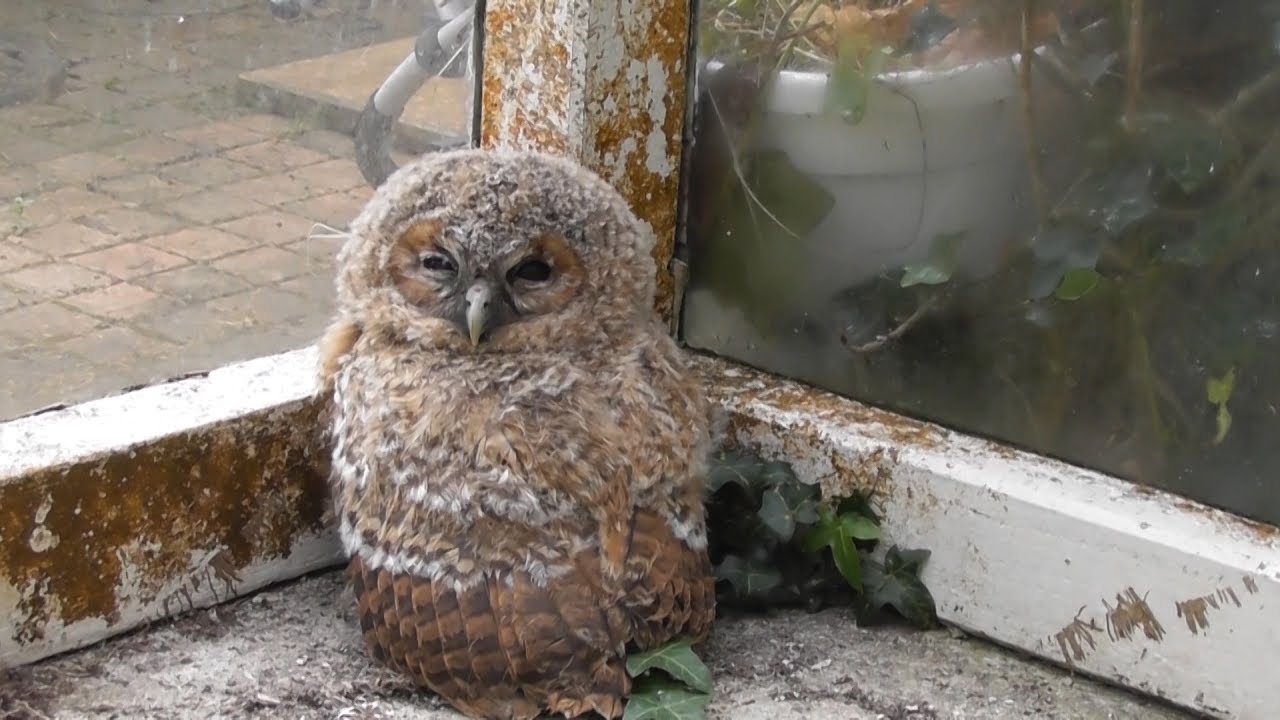 Sauvetage de chouettes hulottes