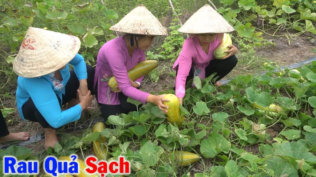 Thu Hoạch Rau Quả Sạch tại Vườn và Bữa Cơm Canh Bầu Bí Mướp Thật Ngon #40
