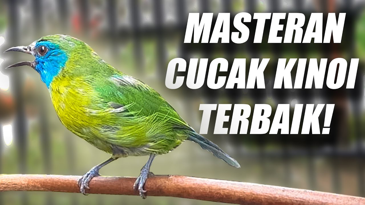 NGEBREN SUPER PANJANG!! MASTERAN CUCAK KINOI GACOR FULL ISIAN TEMBAKAN RAPAT SUARA JERNIH