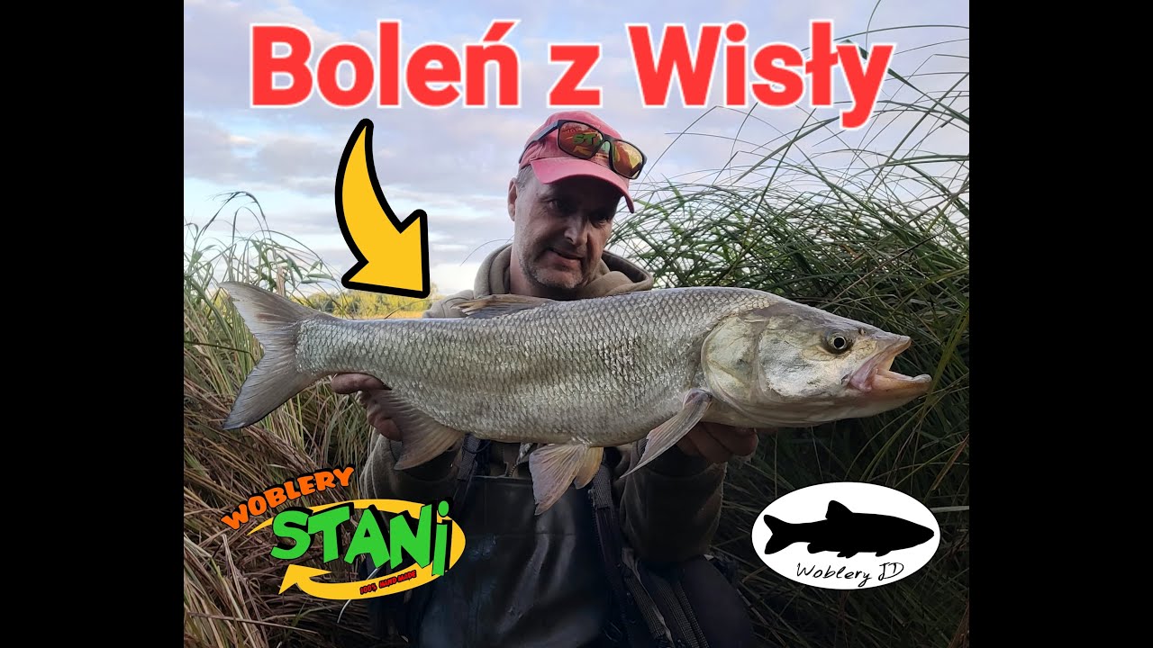 Boleń z Wisły.