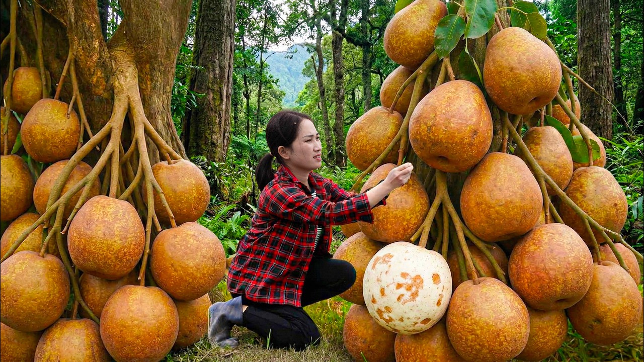Harvesting Giant Red Pears From an Overloaded Tree | Rare Orchard Harvest Sold Out Fast