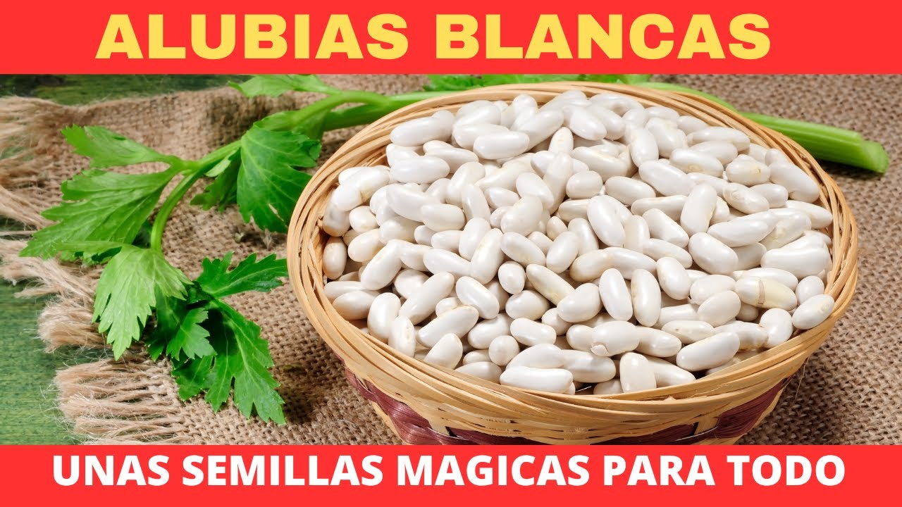 Beneficios de las alubias blancas este es el poder de las ALUBIAS BLANCAS PARA LA SALUD