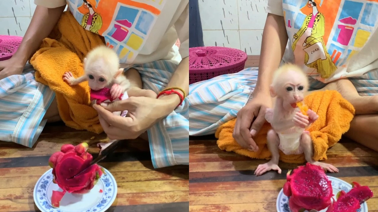 So Tiny! Feeding My Sweet Newborn Monkey a Colorful Fruit Treat 🐒💖