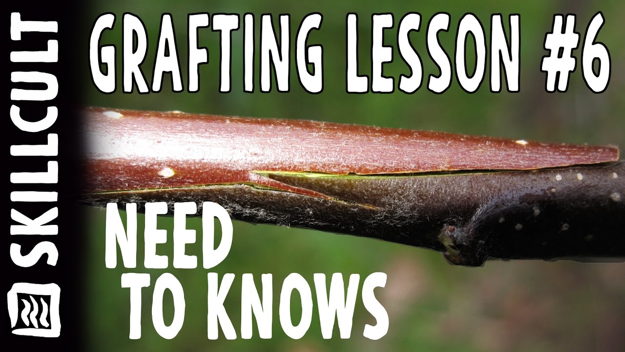 Grafting Series Lesson #6, Why Grafts Succeed or Fail