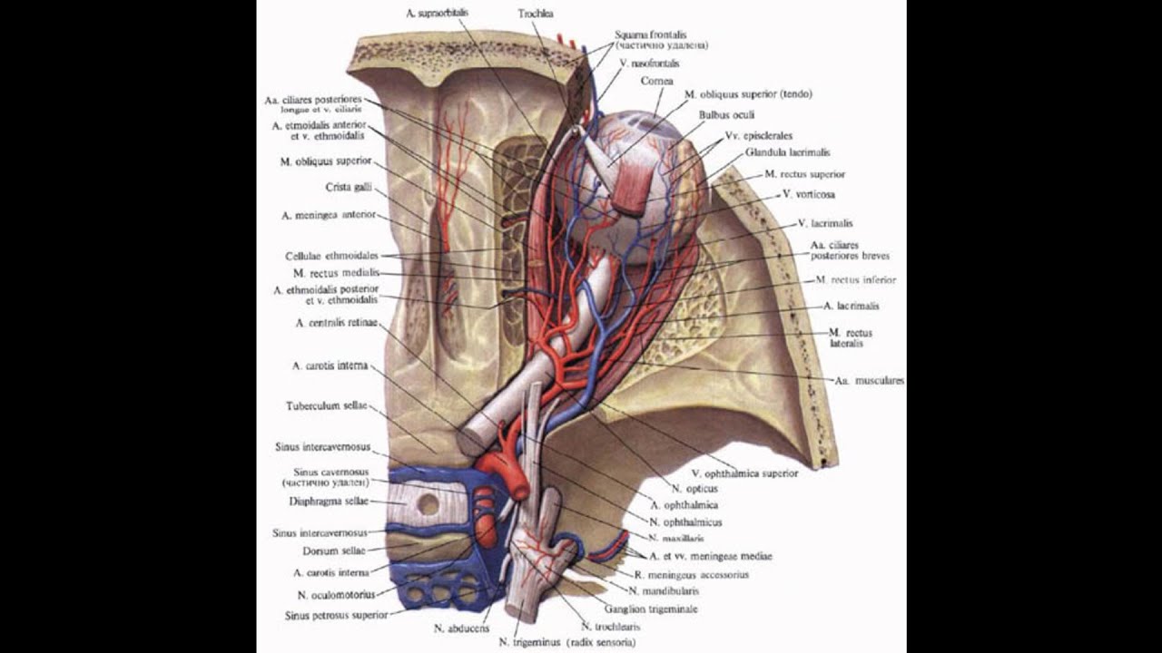 296. Очна артерія - AnatomUa - AUDIO