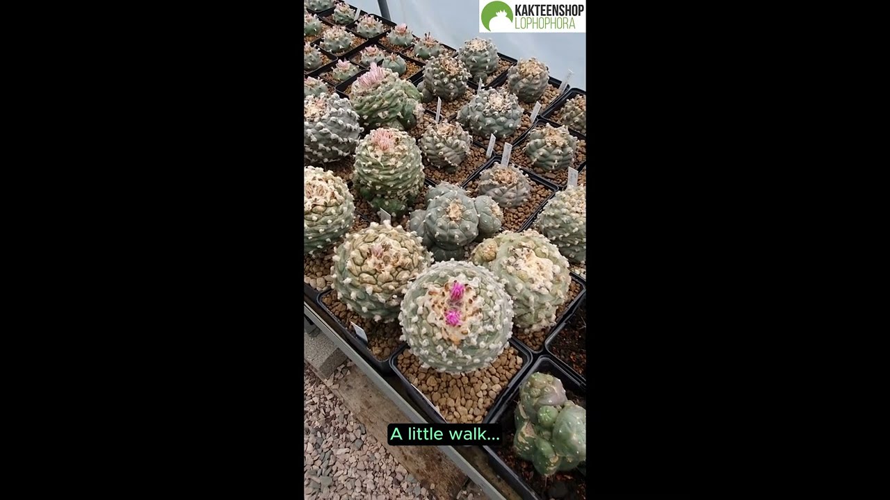 Das Lophophora Mutterpflanzen Gewächshaus Teil 1 von 3