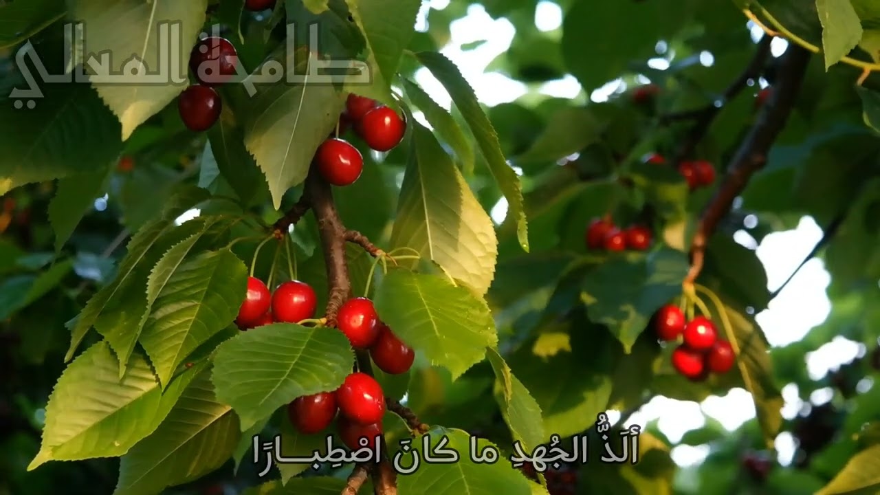 طامحة المعالي | إهداء ماجستير | كلمات: منتهى عصام | إنشاد :محمد عايض