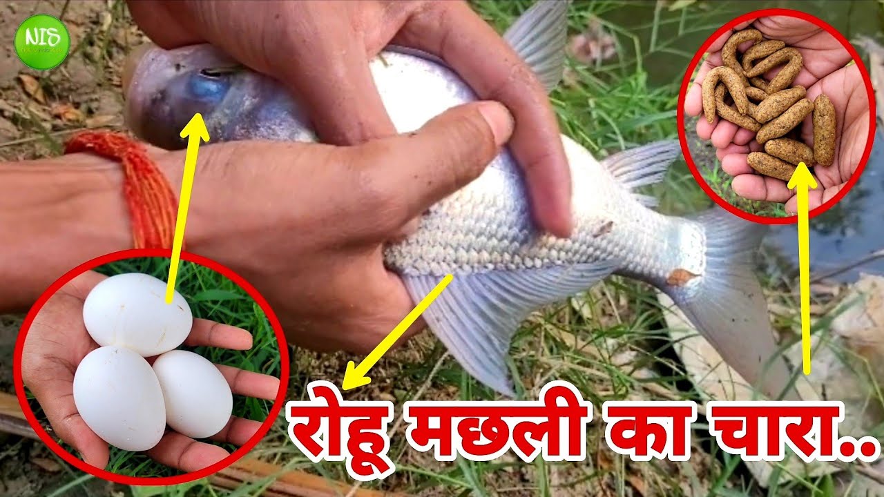 बरसात में अंडे से बनाएं रोहू मछली का चारा और बड़ी मछलियों का शिकार | Rohu Machhali Ka Chara Bait Egg