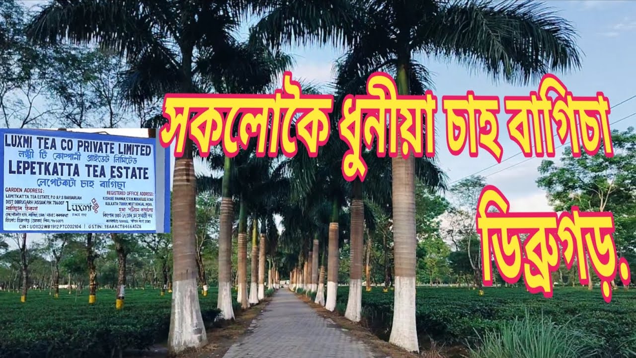 The Most Beautiful 😍 TEA ☕ Plantation 🌿 Is Dibrugarh 🌎 সকলো কৈ ধুনীয়া চাহ বাগিচা 🤩 #bhaskarang 🤔