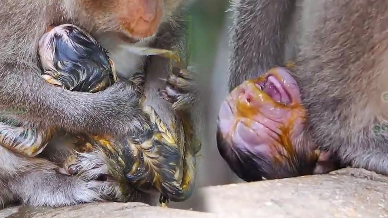 Adorable Wildlife, Welcome To The World, Newborn Baby Monkey and Lovely Mommy