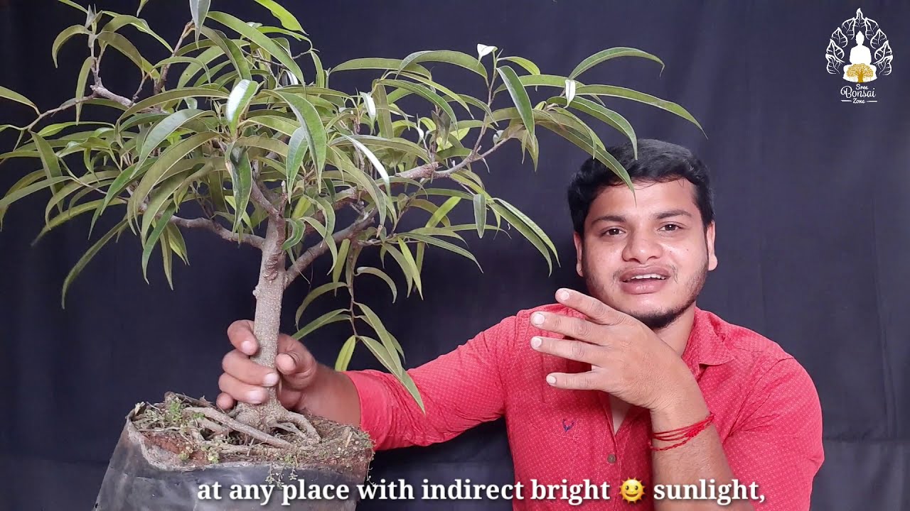 Ficus Alii Oxygen Plant for Indoor Bonsai தமிழில்|Ficus longifolia Repotting|Positive Energy Bonsai|