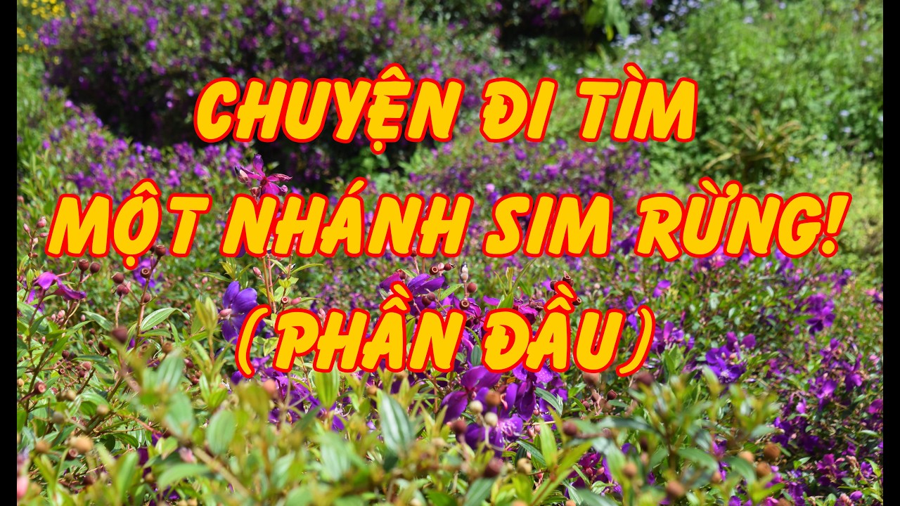 Hồi Ký Miền Nam | Chuyện Đi Tìm Một Nhánh Sim Rừng ! (Phần Đầu) (Vũ Khuê)
