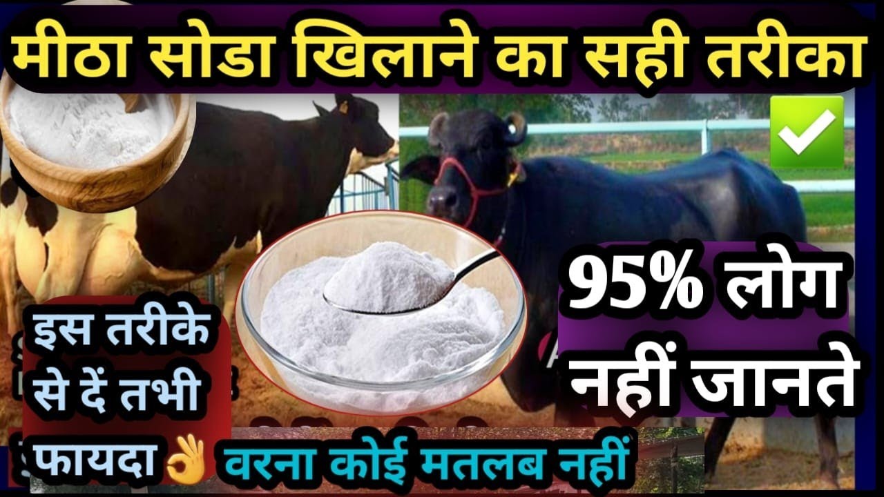 मीठा सोडा खिलाने का सही तरीका ✅ 95% लोग नहीं जानते 😇 इस तरीके से दे 👉 तभी फायदा वरना बड़ा नुकसान