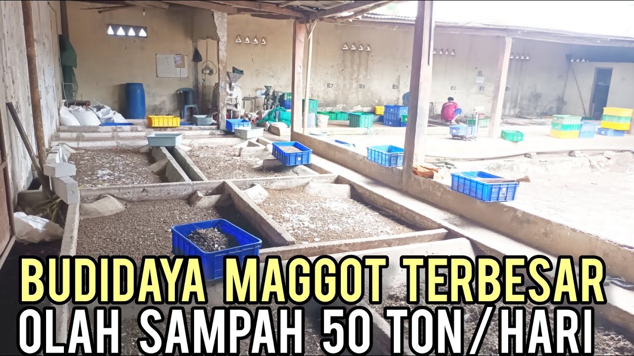 Sukses Ternak Maggot Mampu Olah Sampah 50 Ton Tiap Hari Dan Jadikan Sebagai Industri Masa Depan