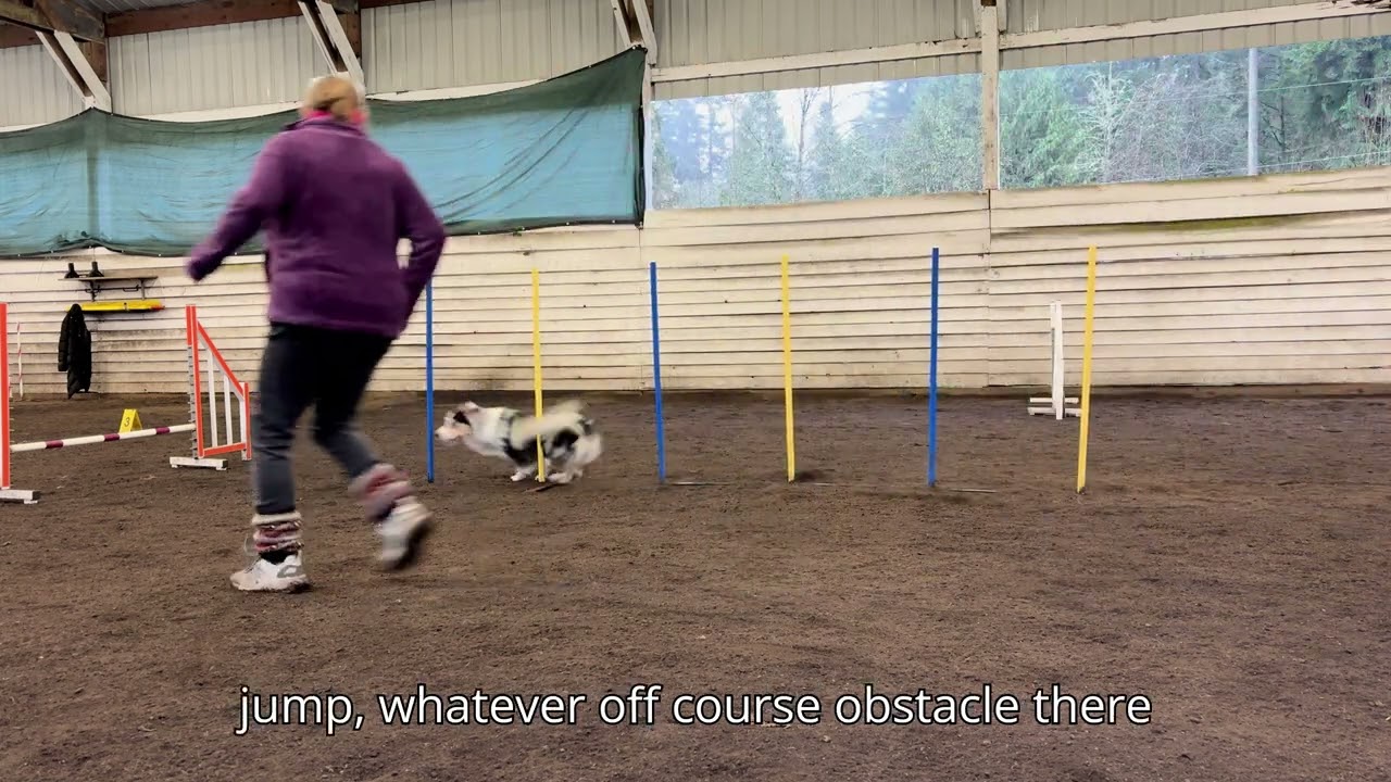 Weave Pole Exit Training - Don't take the off course jump