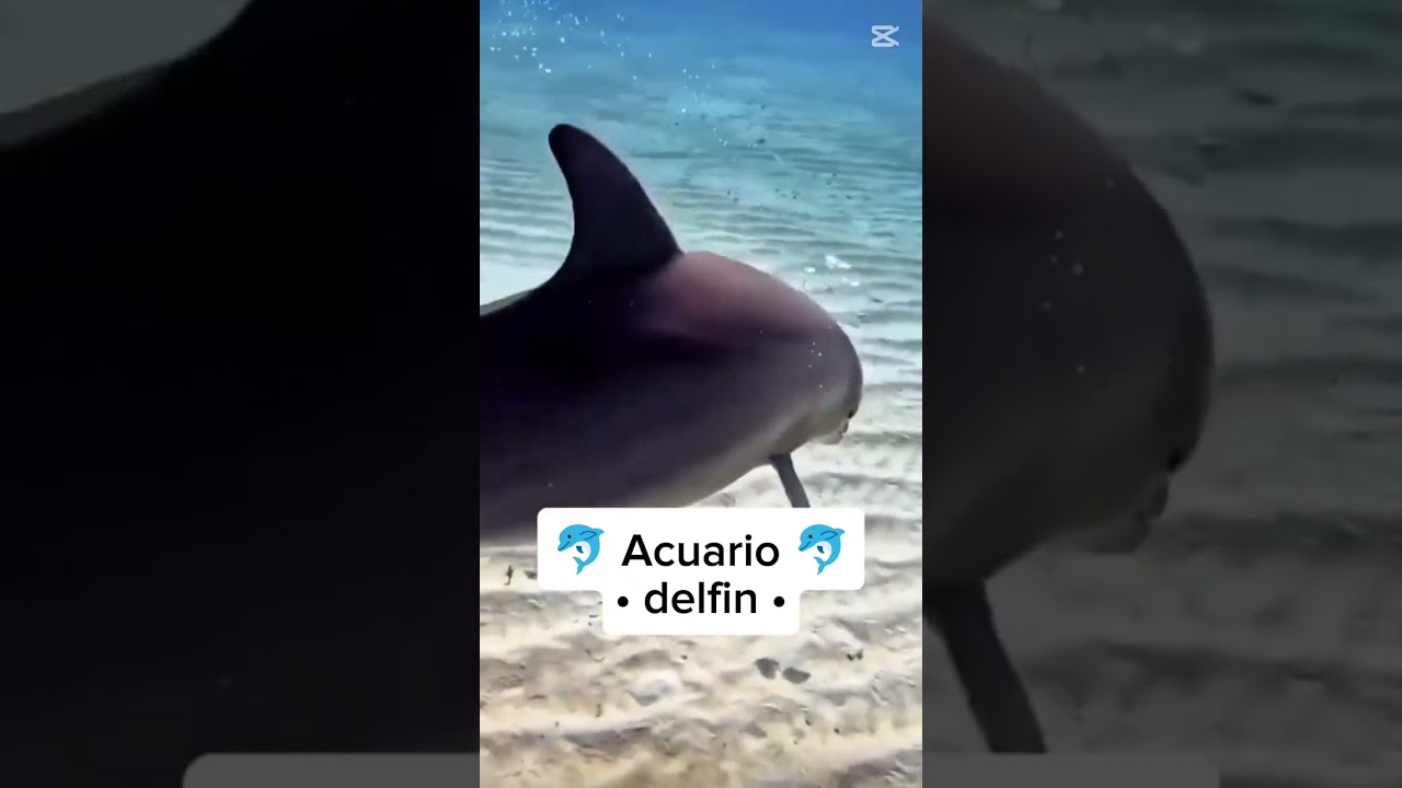 🐾  Animales que protegen a cada signo 🐾 [ like y sub para parte 2] #hor&oacute;scopo