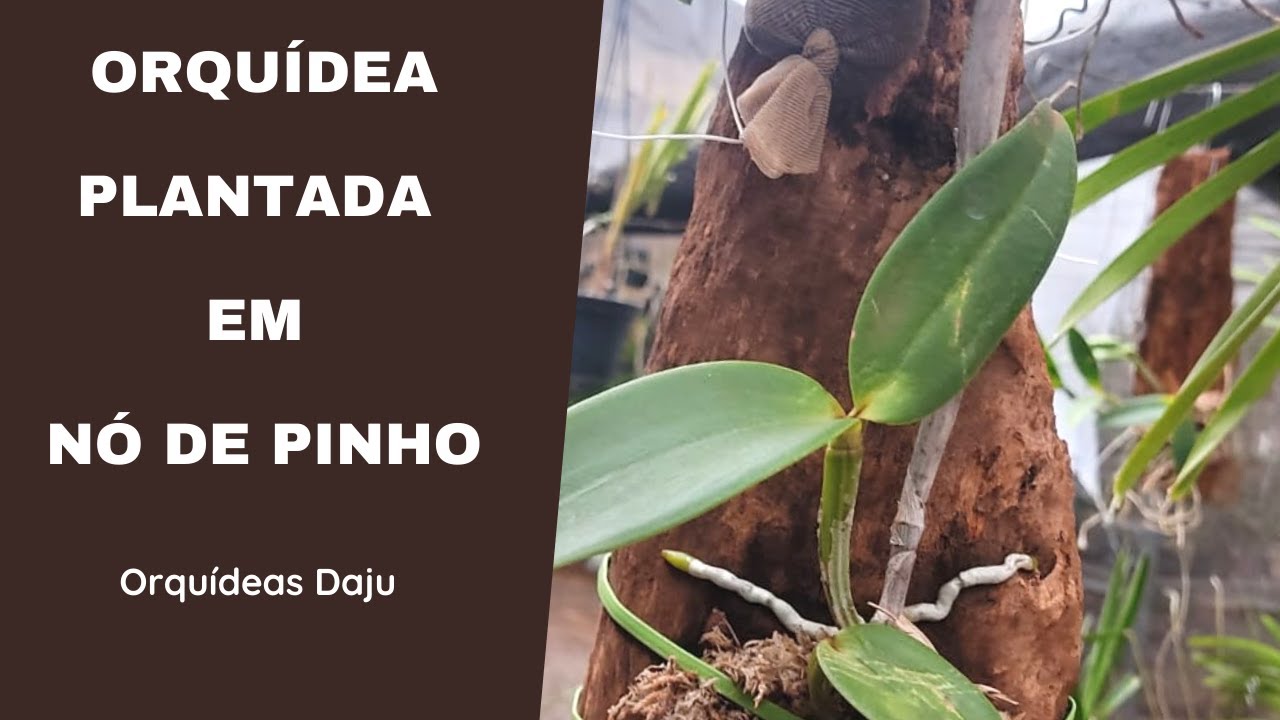 Orquídea Plantada em Nó de Pinho