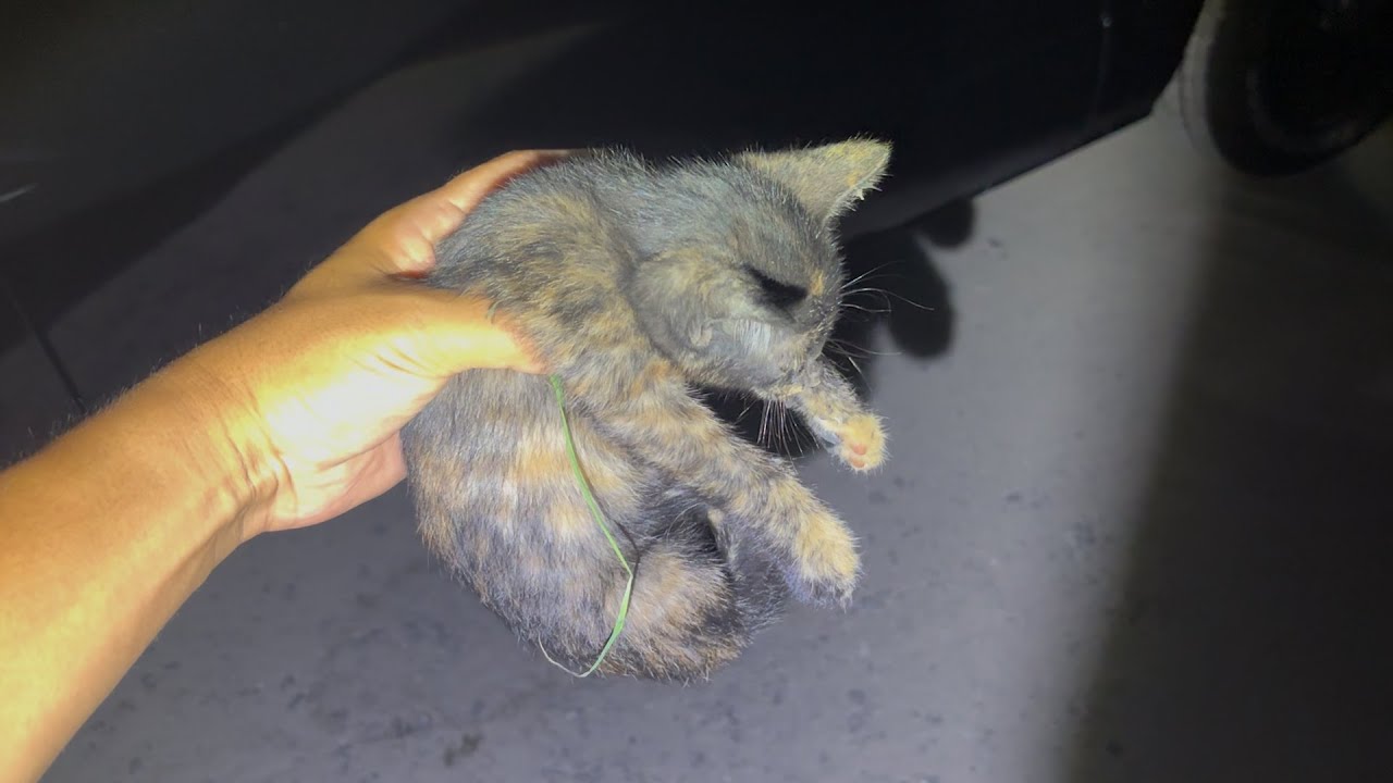 釣り場で轢かれた子猫を保護しました。