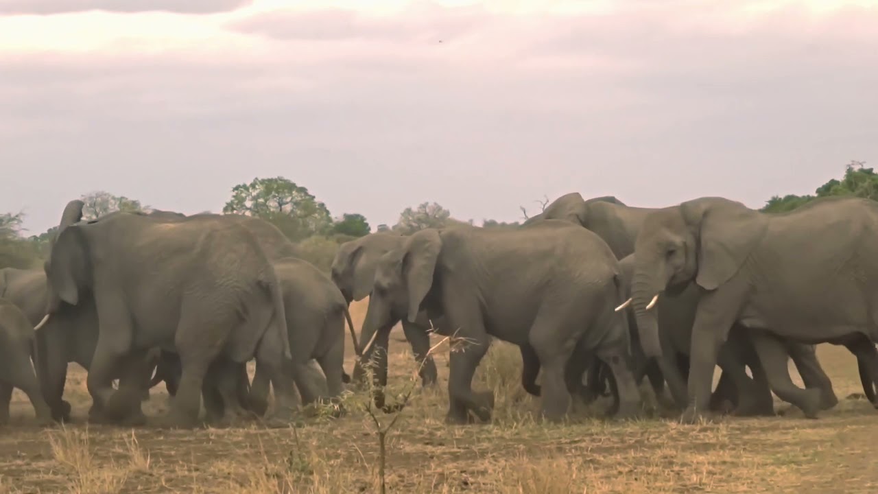 HUMAN-ELEPHANTS CONFLICTS.