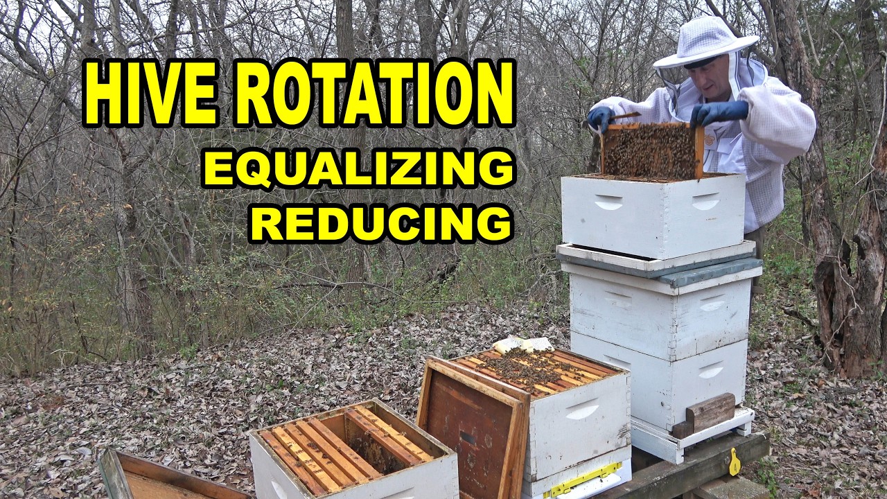 Spring Hive Management: Hive Rotation, Equalizing & Reducing