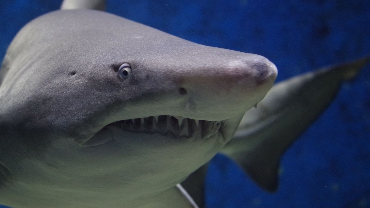 Shark | The Most Relaxing Music  | Nature Relaxing | Meditation | Stress Relief