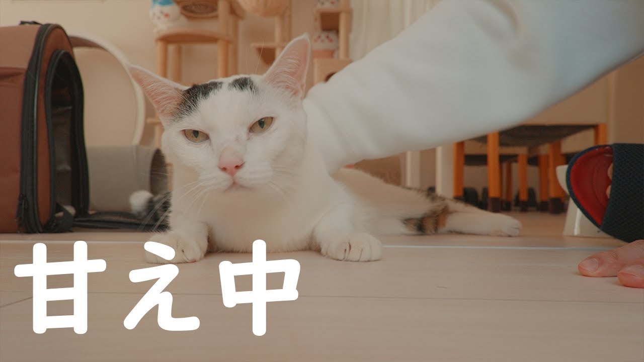 チロが久々にパパに甘えに来た理由