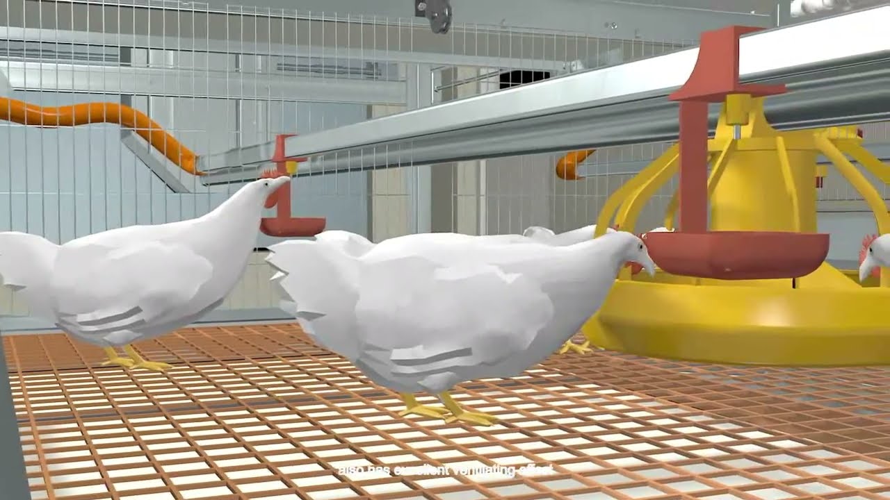 High Quality H-Type Broiler Cage System – Automatic Solution for Large Chicken Farms (50,000+ Birds)