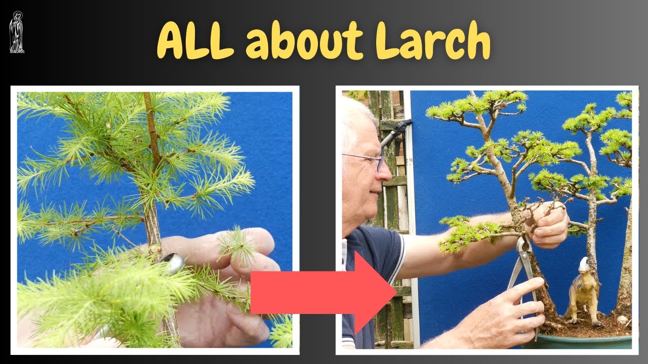 Pruning for Success: Japanese Larch Bonsai. (Sapling to Maturity)