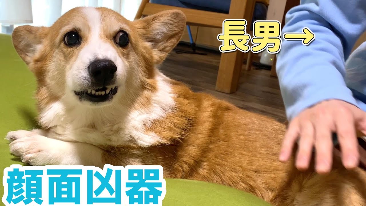 長男が母にさわろうとすると怒るコーギー犬