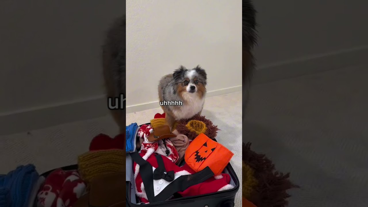 Give me an iPaw Turkey Tendon Bone or I’m moving out!