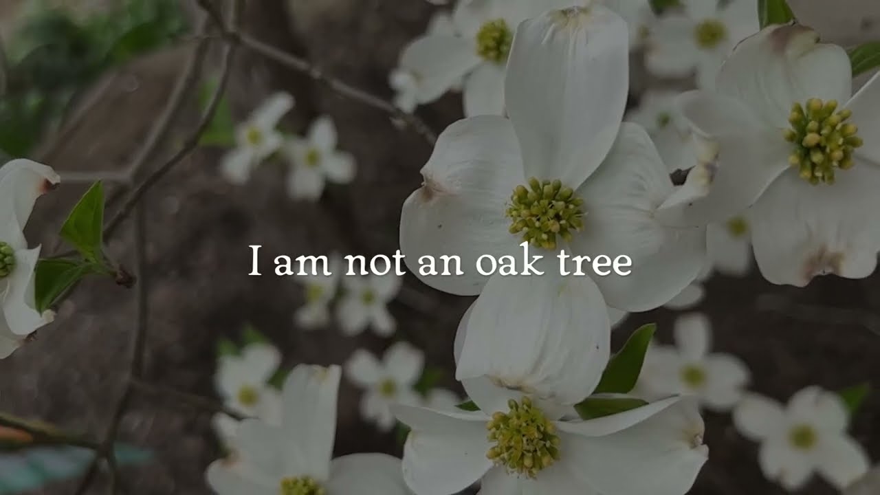 Jessica Willis Fisher - Dogwood - Lyric Video