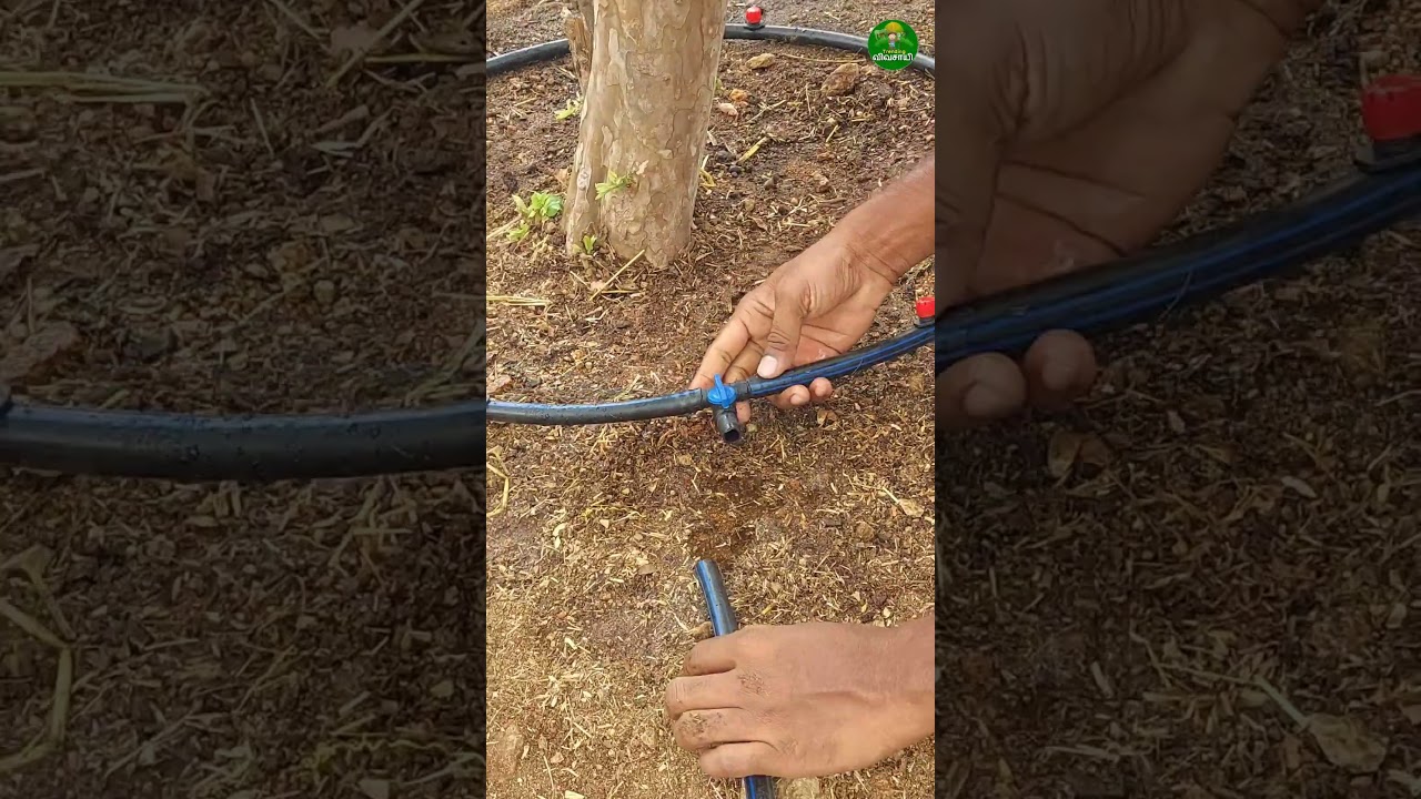 I Found a GENIUS Way to Use Drip Irrigation for Trees! #ideas #short