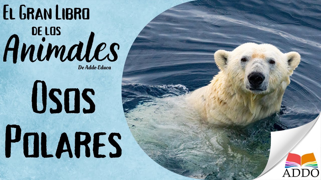 Los OSOS POLARES para NIÑOS Y NIÑAS