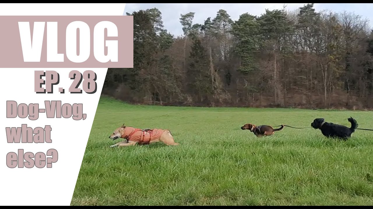Fifi's Vlog EP28 | It's a DOG Vlog