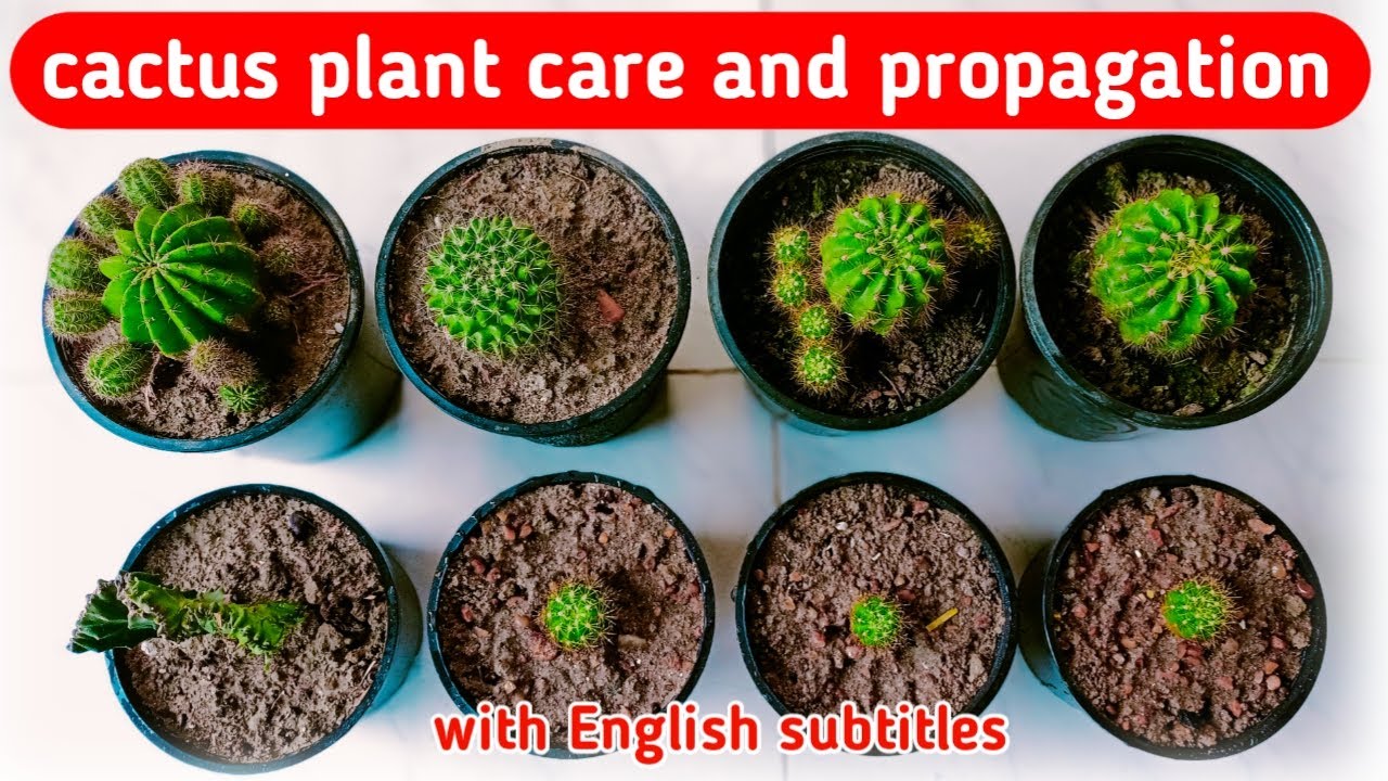 Cactus plant care and propagation || cactus plant care tips in Hindi with English subtitles