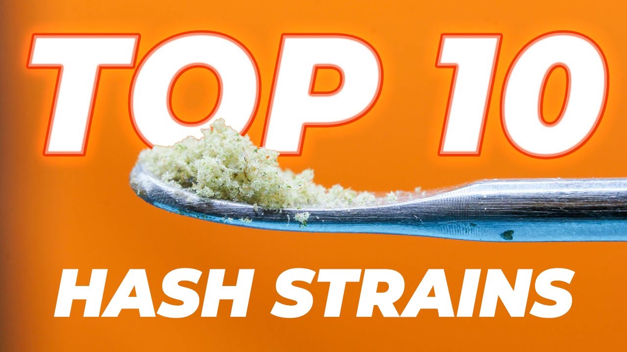 🏆 Top 10 Hash Strains 🍯 | The Fast Buds for making Rosin & Extracts