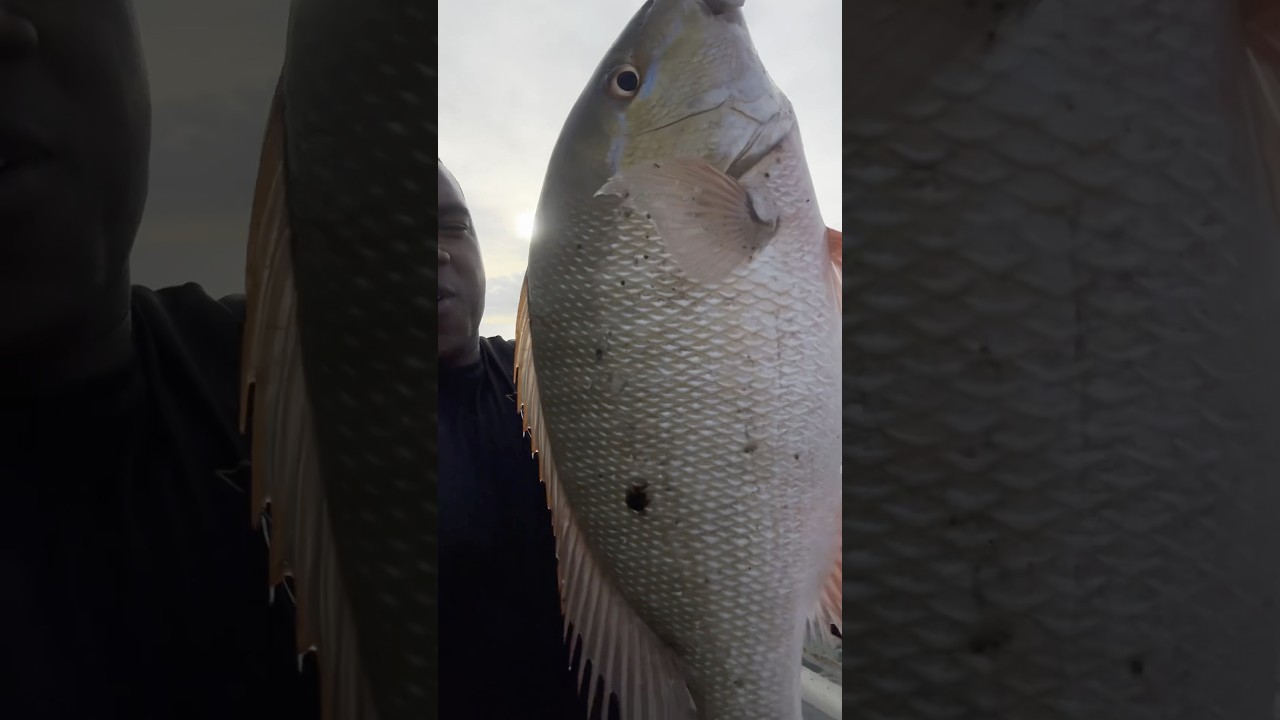 Сюрприз на рассвете! (Рыбалка на мосту Флорида-Кис) #muttonsnapper #chadgonefishing #keepermutton