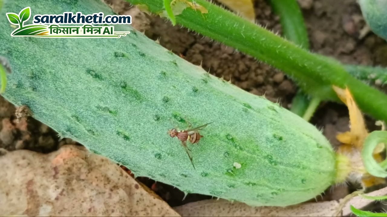 खीरा में फल मक्खी का खात्मा | लाल कीड़े का डेथ वारंट 