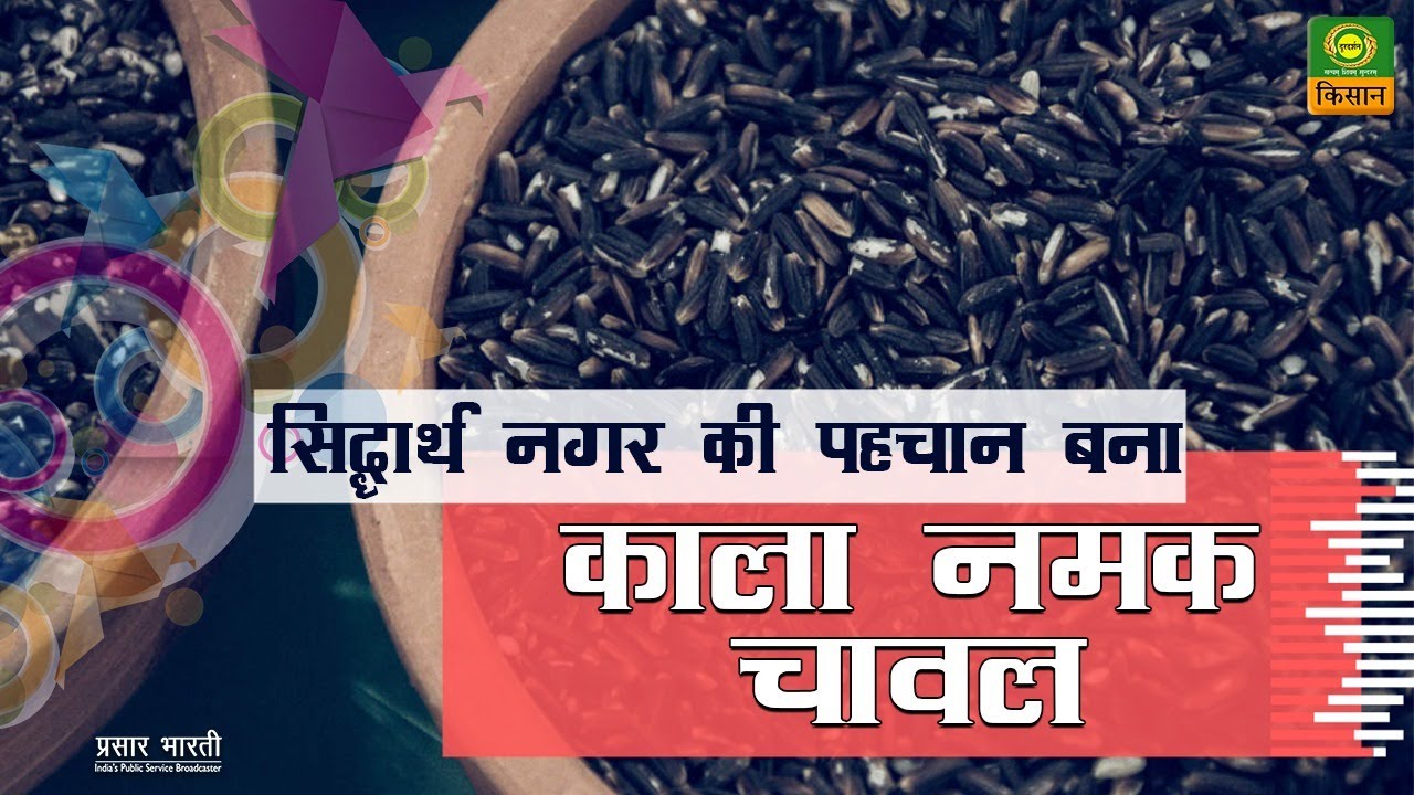 सिद्धार्थ नगर की पहचान बना काला नमक चावल |