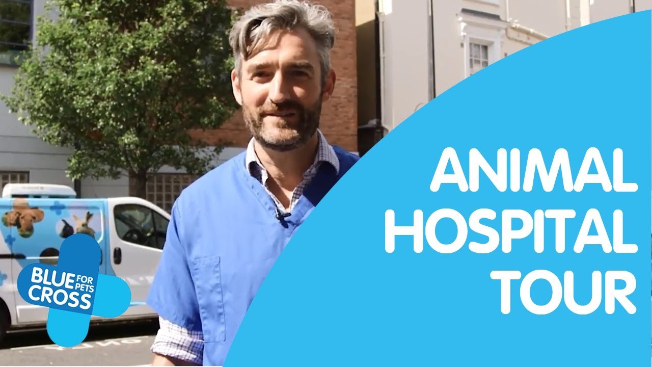 Virtual Tour of London Animal Hospital | Blue Cross