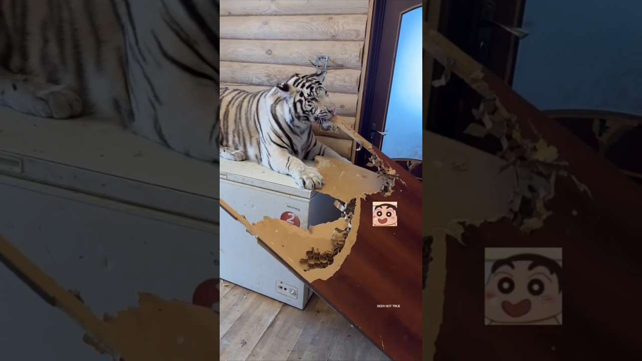 She Made Her Pet Tiger Angry&hellip; You Won&rsquo;t Believe What Happened Next!
