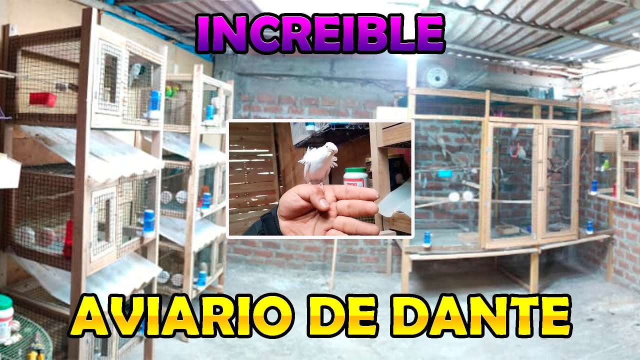 VISITANDO EL AVIARIO DE DANTE, PERIQUITOS CELESTIALES,NINFAS Y MAS #10 😎😎😎