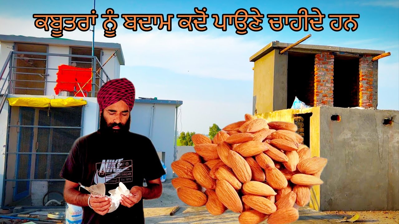 ਕਬੂਤਰਾਂ ਨੂੰ ਬਦਾਮ ਕਦੋਂ ਪਾਉਣੇ ਚਾਹੀਦੇ ਹਨ 