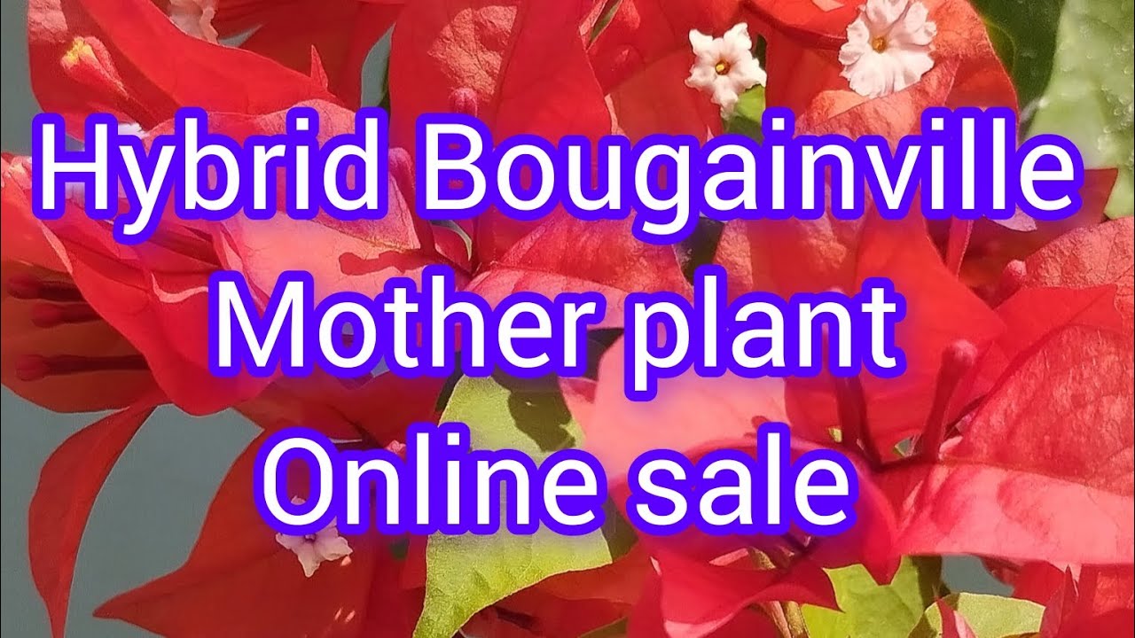 Hybrid Bougainville mother plant #online sale#youtube video #from 60₹