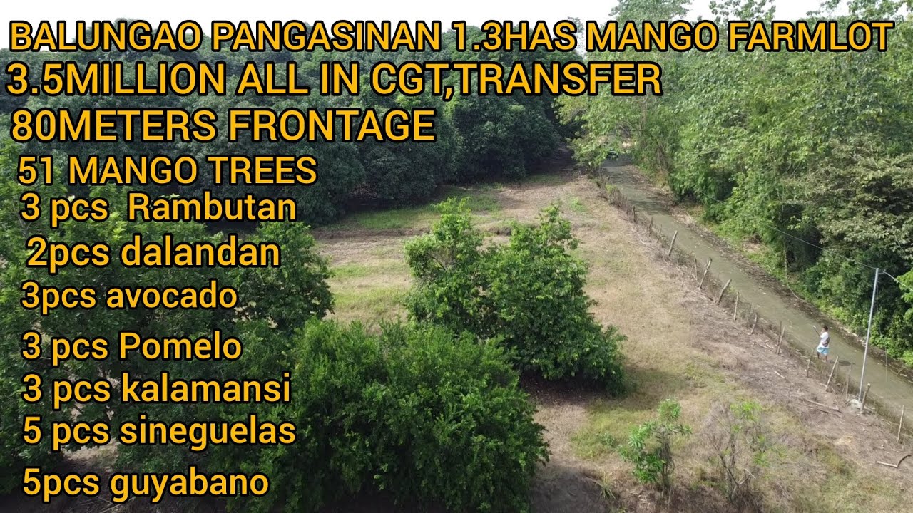 #vlog #95 MANGO FARMLOT BALUNGAO PANGASINAN 1.3HAS 3.5MILLION ALL IN,80METERS FRONTAGE CEMENTED ROAD